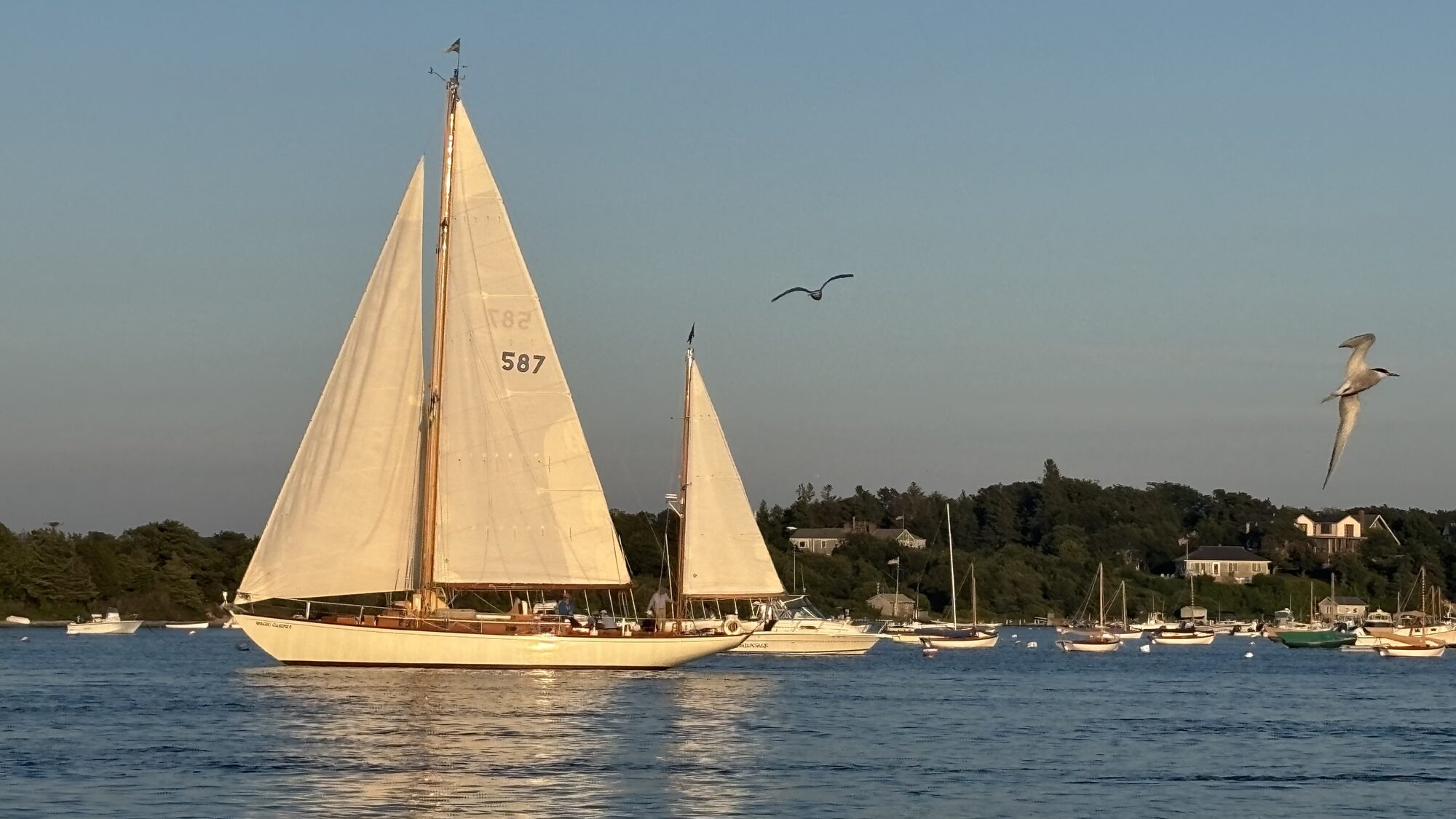 A classic wooden sailboat under sail past moored boats in an Island harbour at golden hour